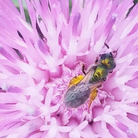 Abeja del sudor especie Augochlora iphigenia