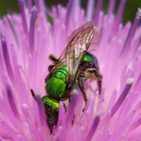 Abeja del sudor de la especie Augochlora sp. 
