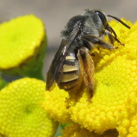 Abeja de antenas largas. Especie Melissoptila bonaerensis.