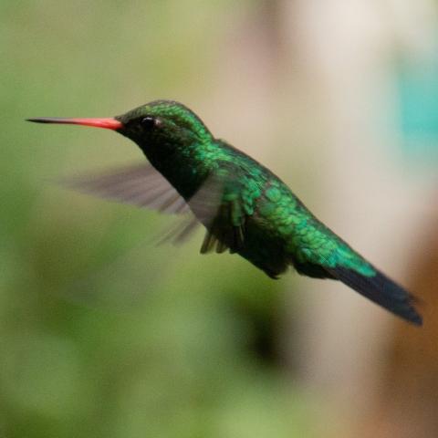 Picaflor verde comun de la especie Chlorostilbon lucidus (macho). Autor de la fotografía: Torretta, A.