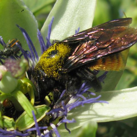 Abeja carpintera. Especie Xylocopa augusti (hembra).