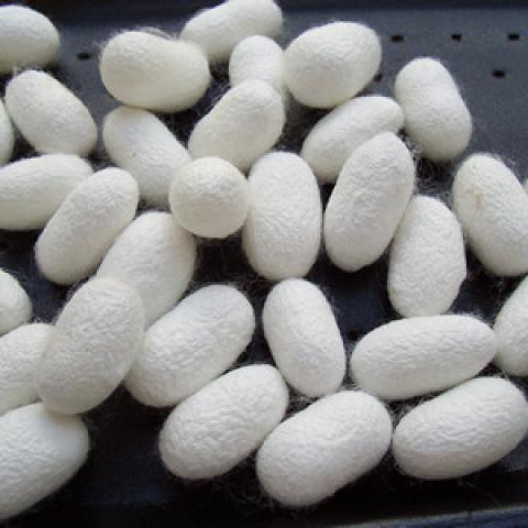 Foto 18a - Capullos Blancos