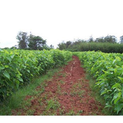 Foto 1 - Cultivo de Morera 