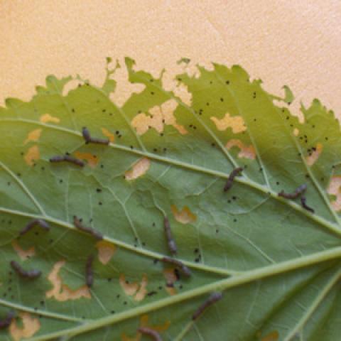 Foto 10 - Larvas 1ª edad