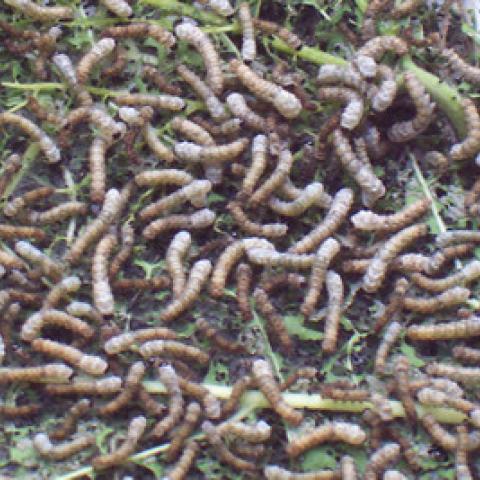Foto 11 - Larvas 2ª edad