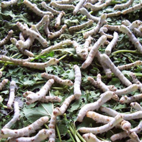 Foto 12 - Larvas 3ª edad