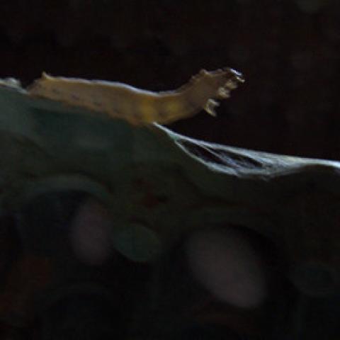 Foto 14 - Larva próxima a madurar