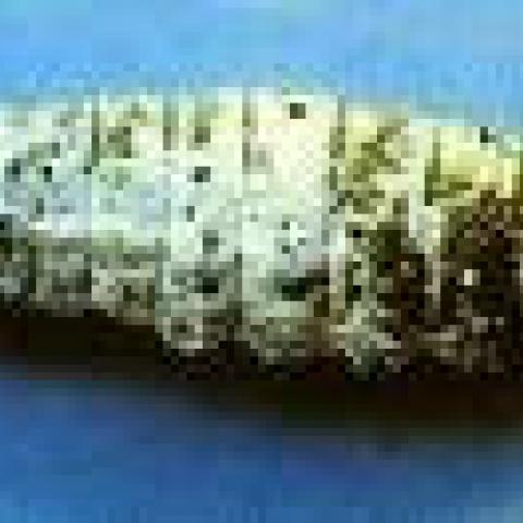 Foto 25 - Calcinosis
