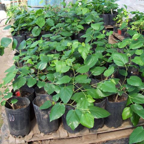 Foto 3 - Plantas con fertilizantes