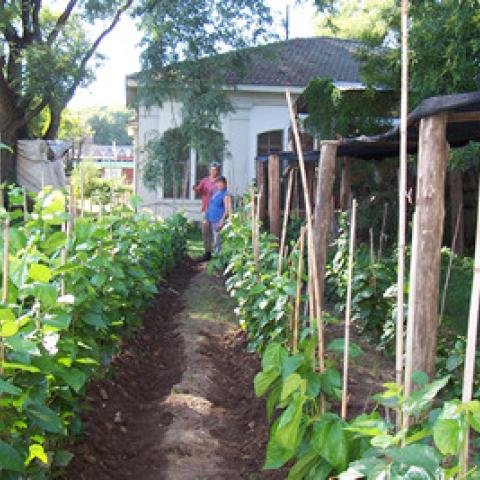Foto 4 - Cultivo en Fauba