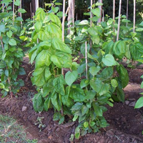 Foto 5 - Cultivo Fauba