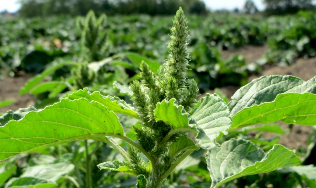 Malezas resistentes a herbicidas desafían a la agricultura