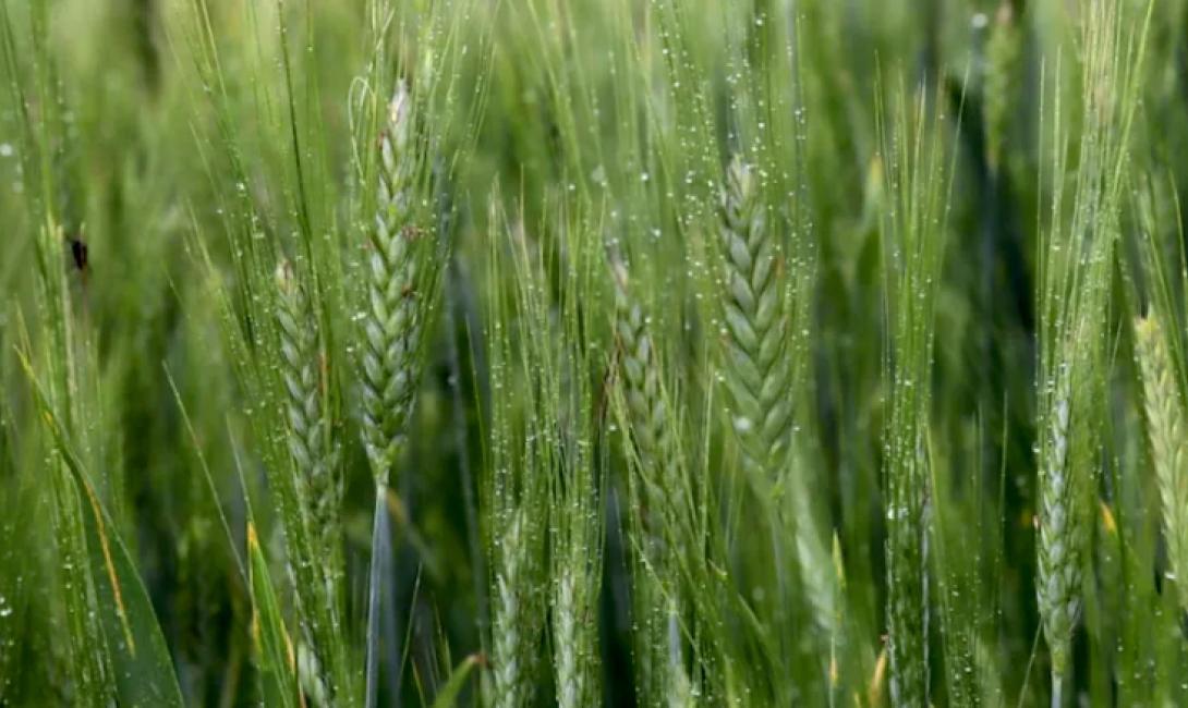 Condiciones hídricas contrastantes para la agricultura en la Región Pampeana