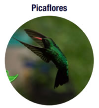 Picaflores